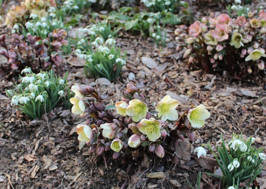 Морозник Восточный