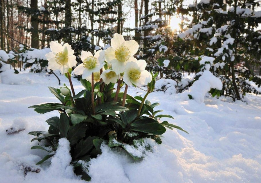 Морозник Рождественская роза