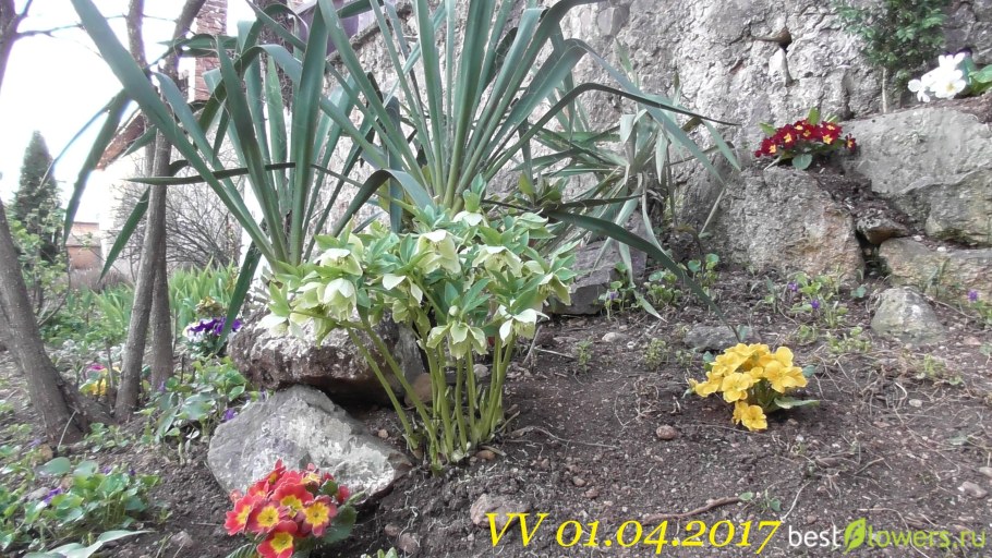 Геллеборус морозник Рождественская роза