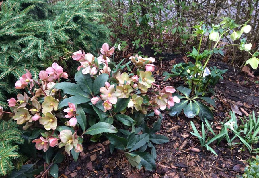 Морозник Пикоти Суприм