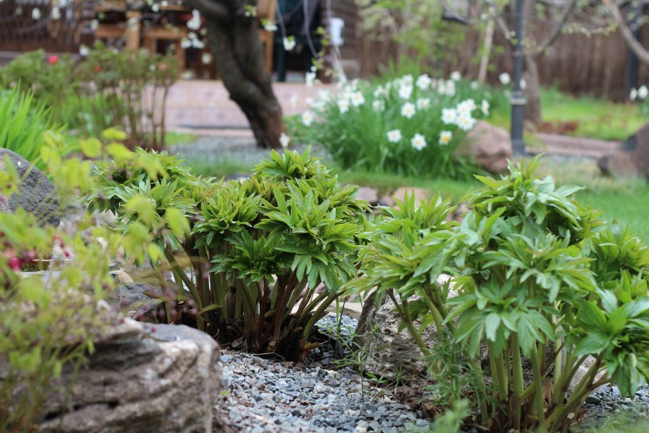 Морозник на клумбе