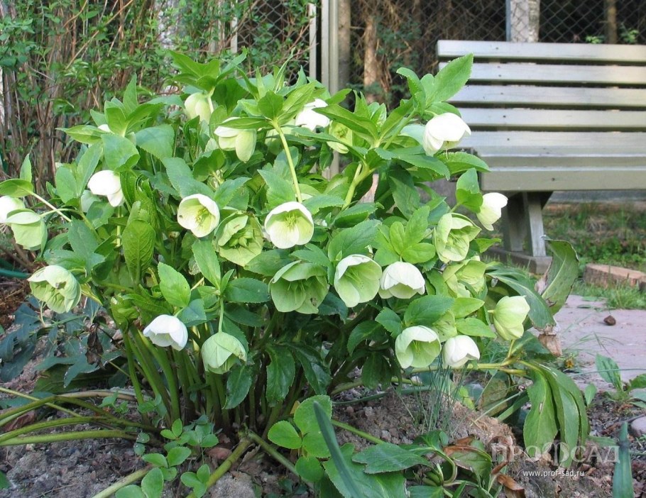 Морозник куст