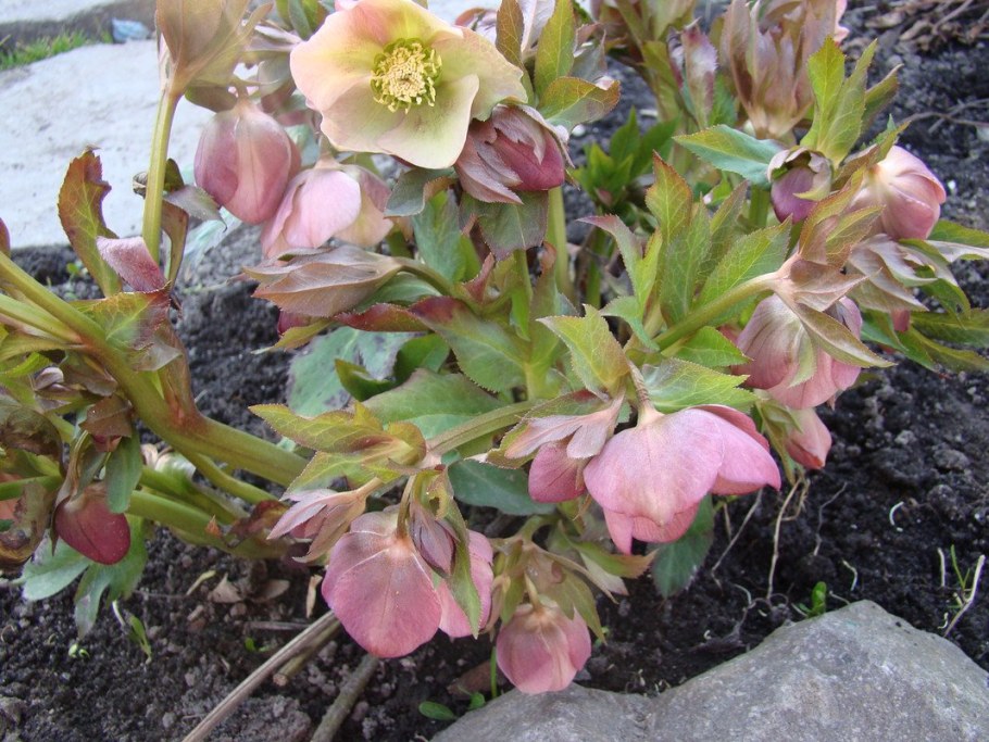 Морозник геллеборус