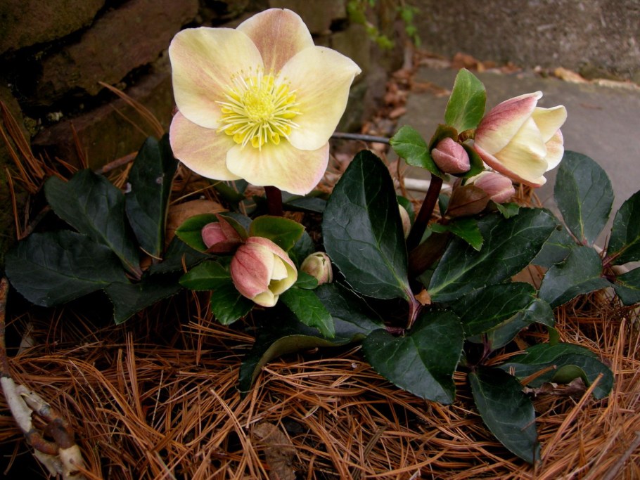 Геллеборус морозник Рождественская