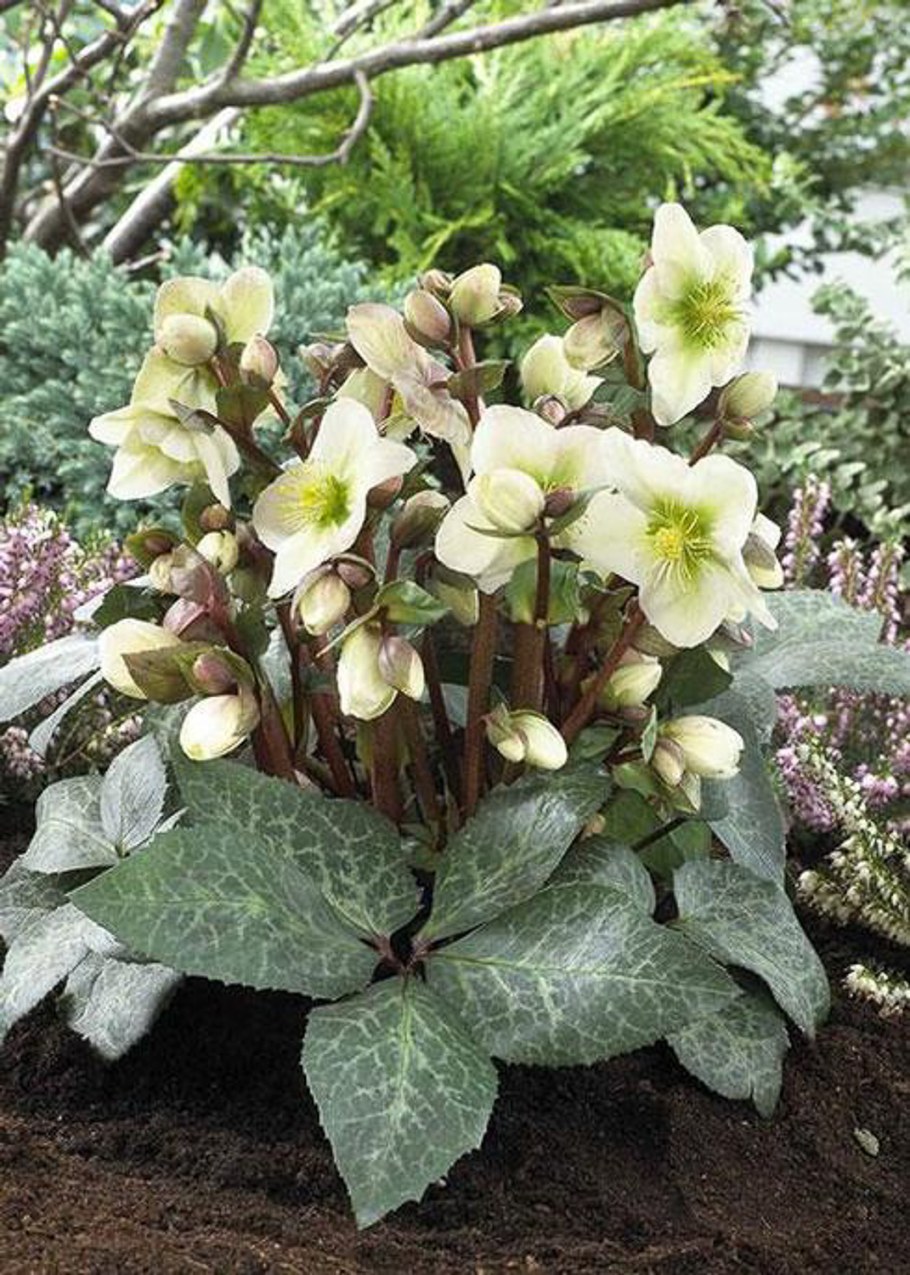 Морозник Winter Moonbeam