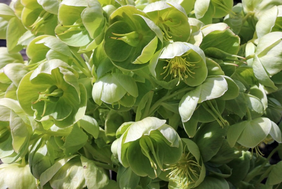 Морозники виды и сорта