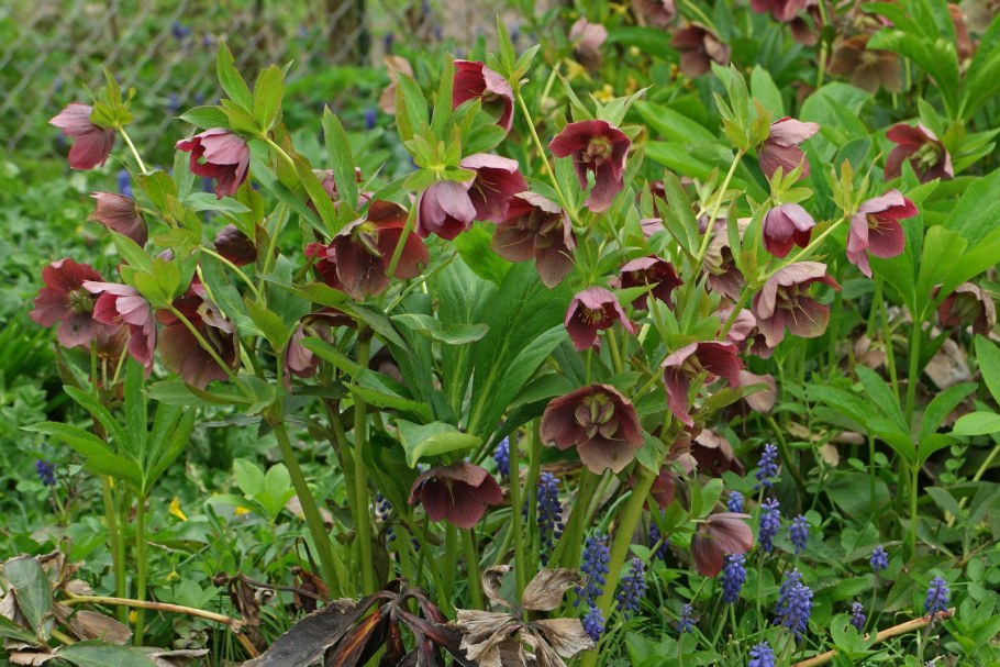 Морозник (геллеборус, Helleborus)
