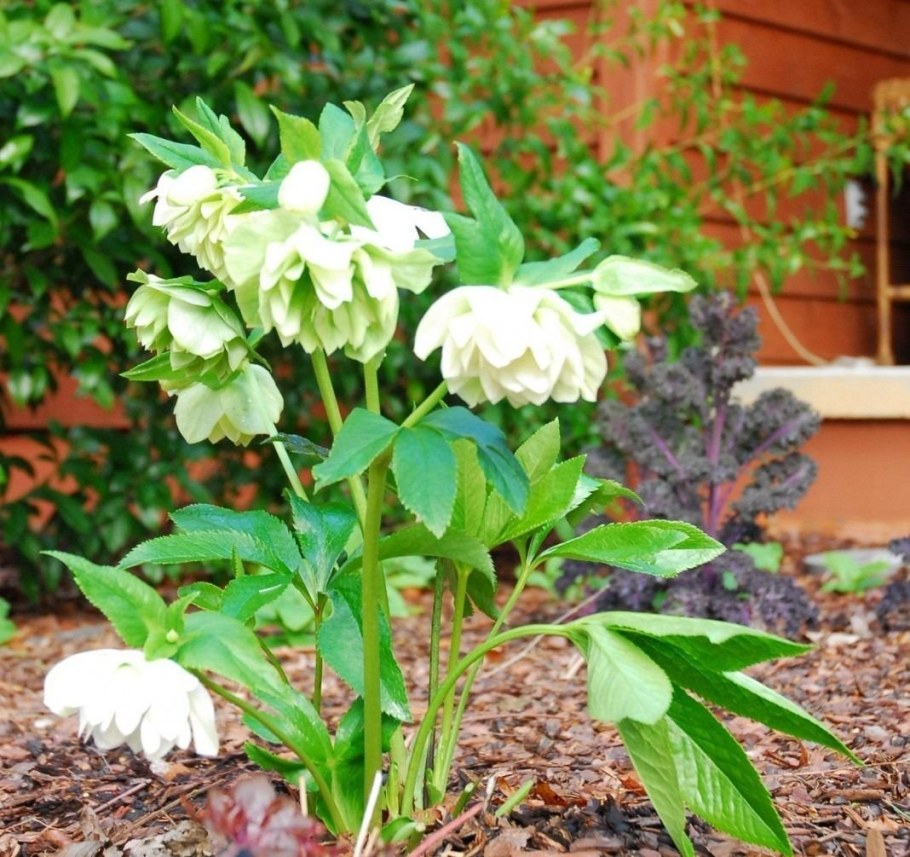 Морозник геллеборус