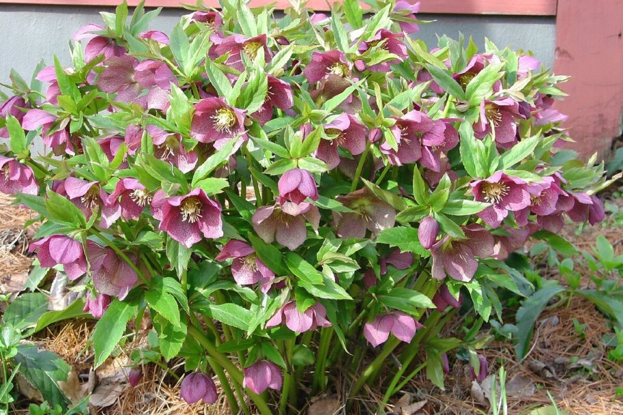 Морозник куст