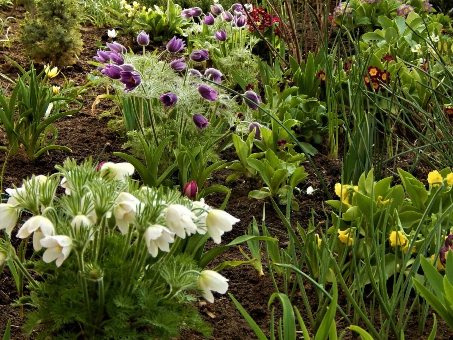 Прострел сон трава в ландшафтном дизайне