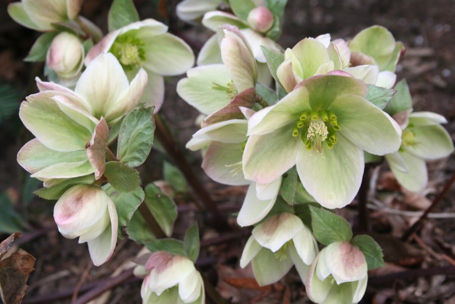 Морозник (Helleborus)