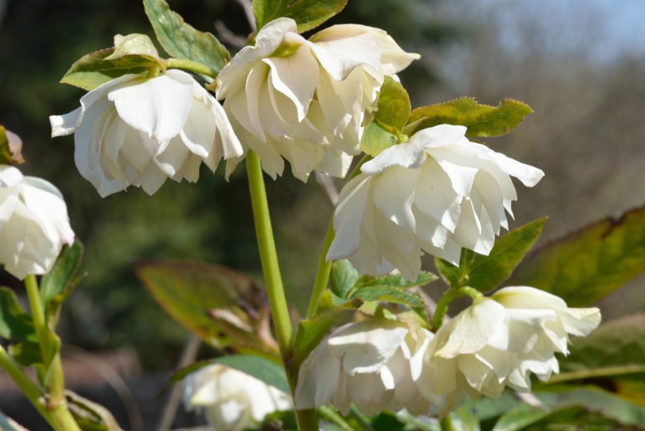 Как расплодить морозник