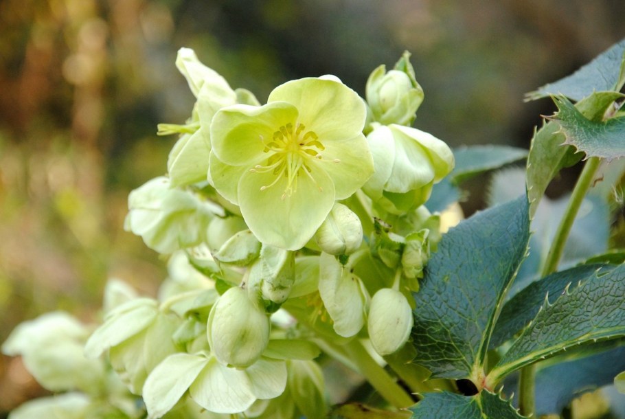Helleborus lividus
