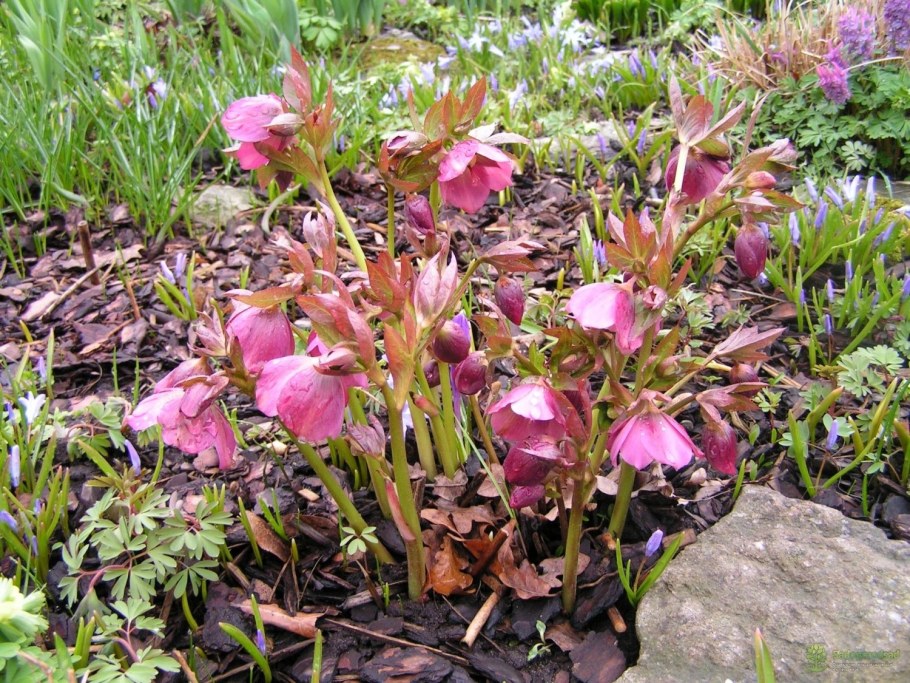 Морозник геллеборус