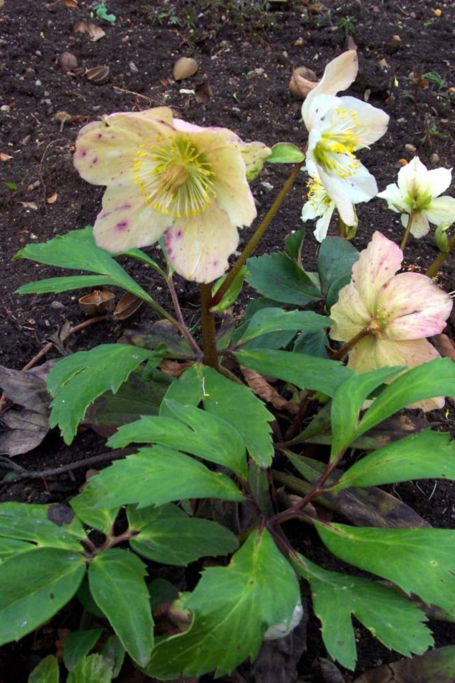 Геллеборус нигер морозник