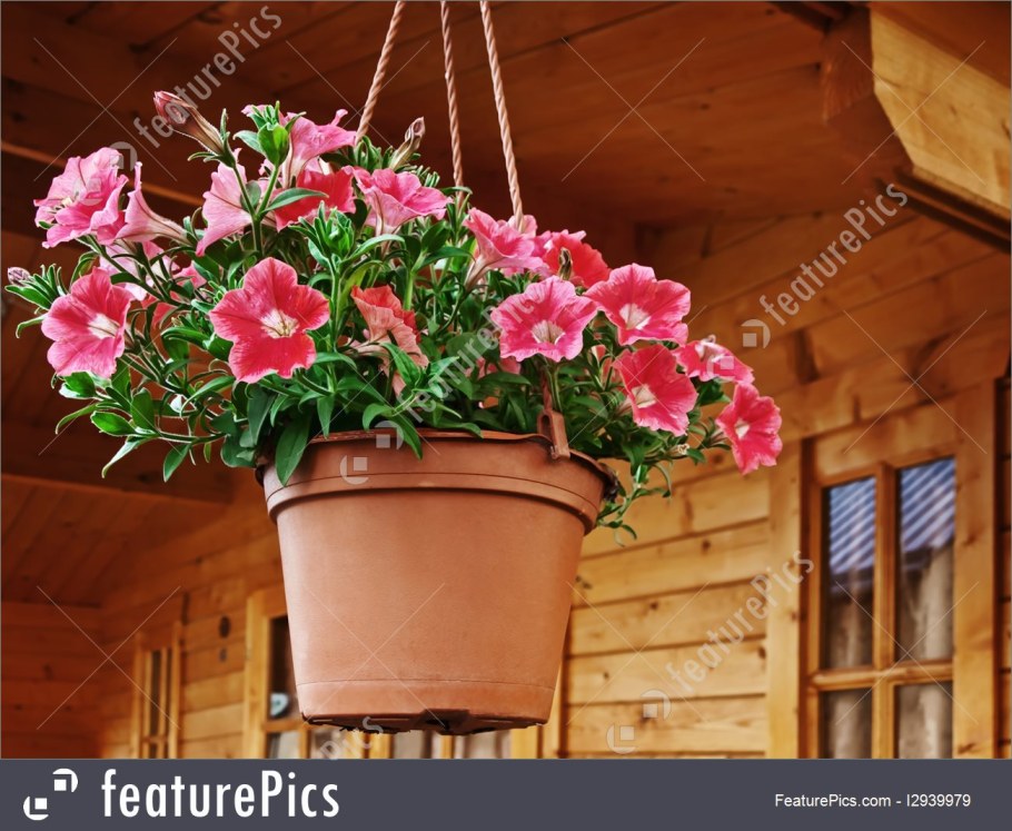 Петуния ампельная в кашпо