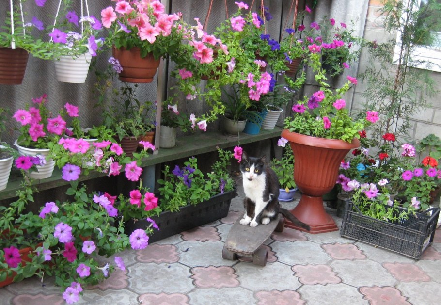 Петунии в горшочках во дворе