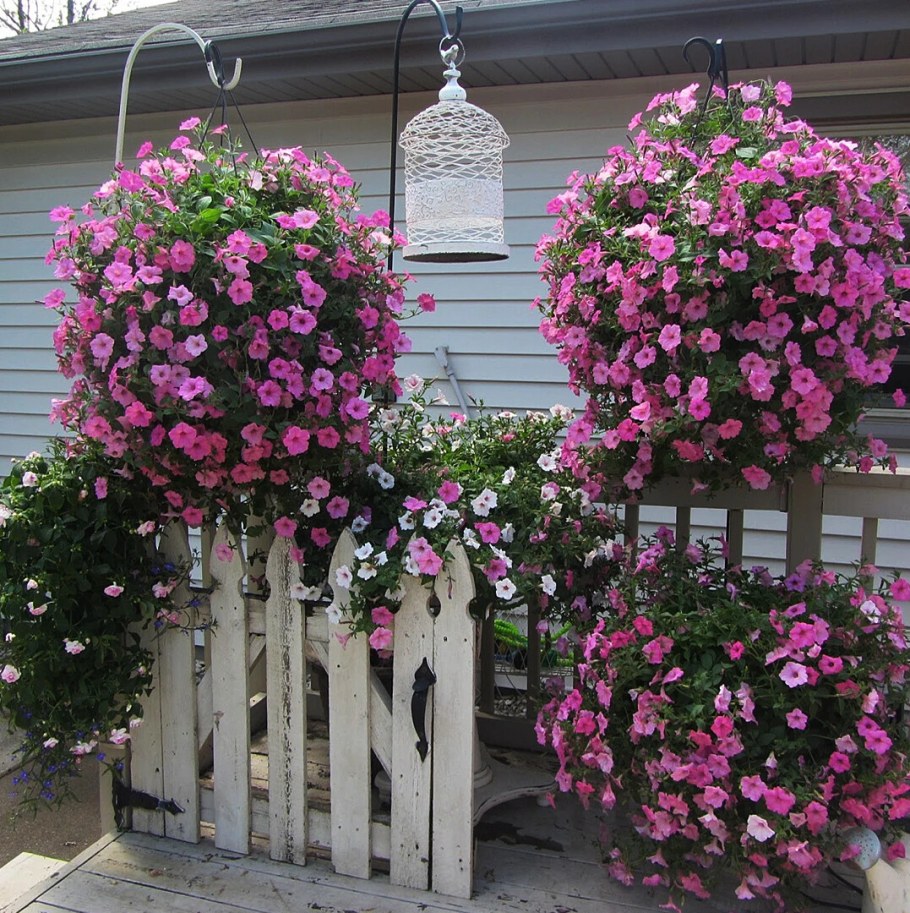 Петунья древовидная