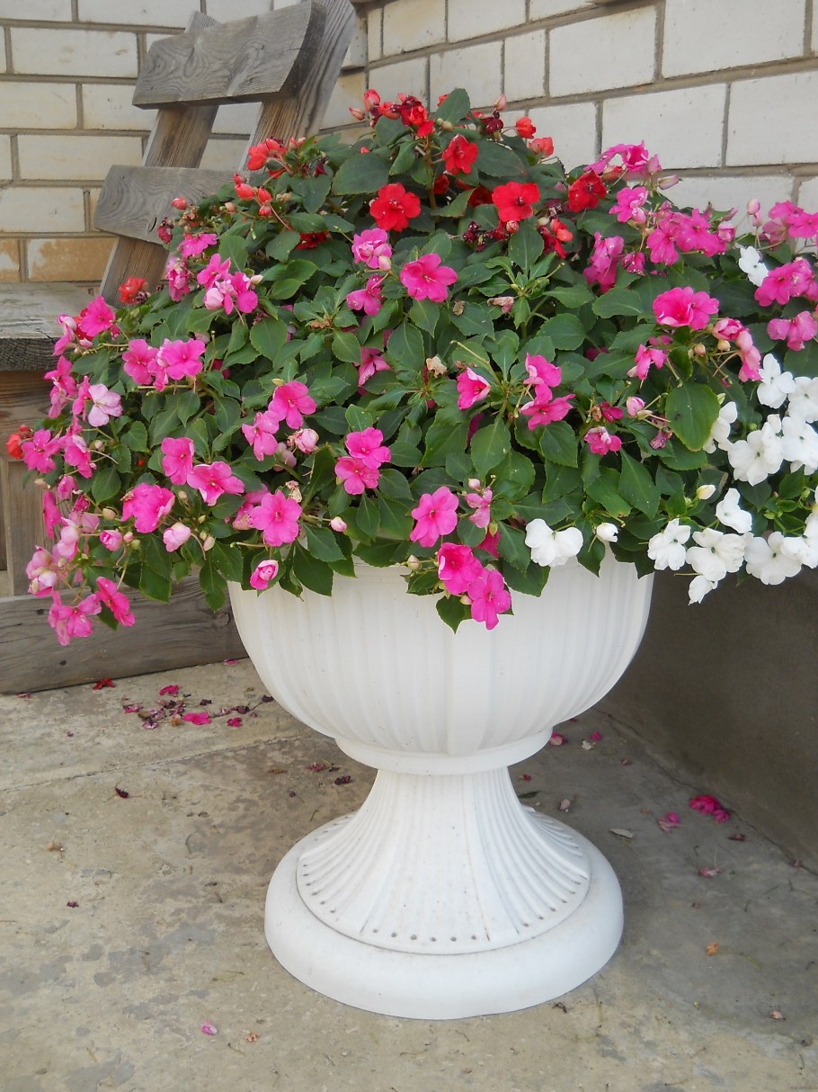 Бальзамин с петунией