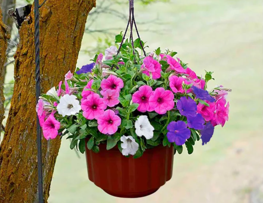 Петуния ампельная р9