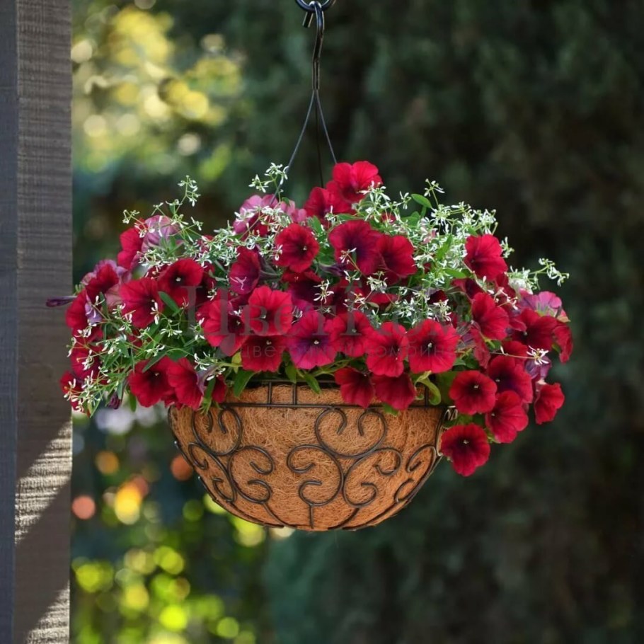 Петуния ИЗИ Вейв ред велюр