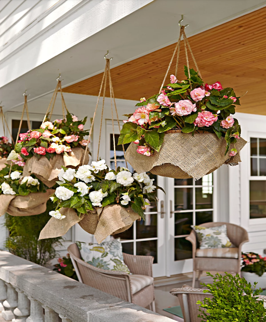 Петуния Ханг