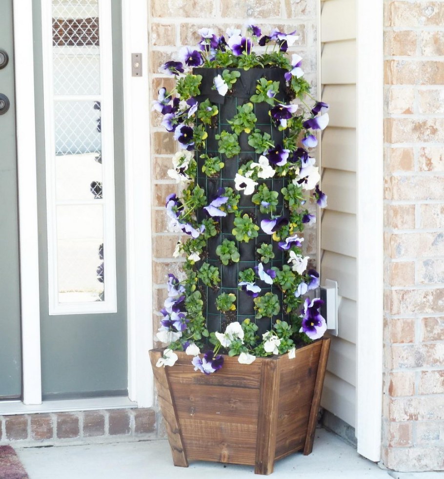 Петуния ампельная вертикальное Озеленение