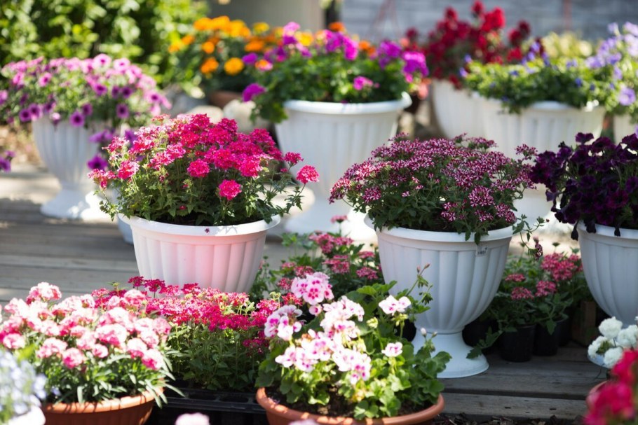 Ремонтантная петуния