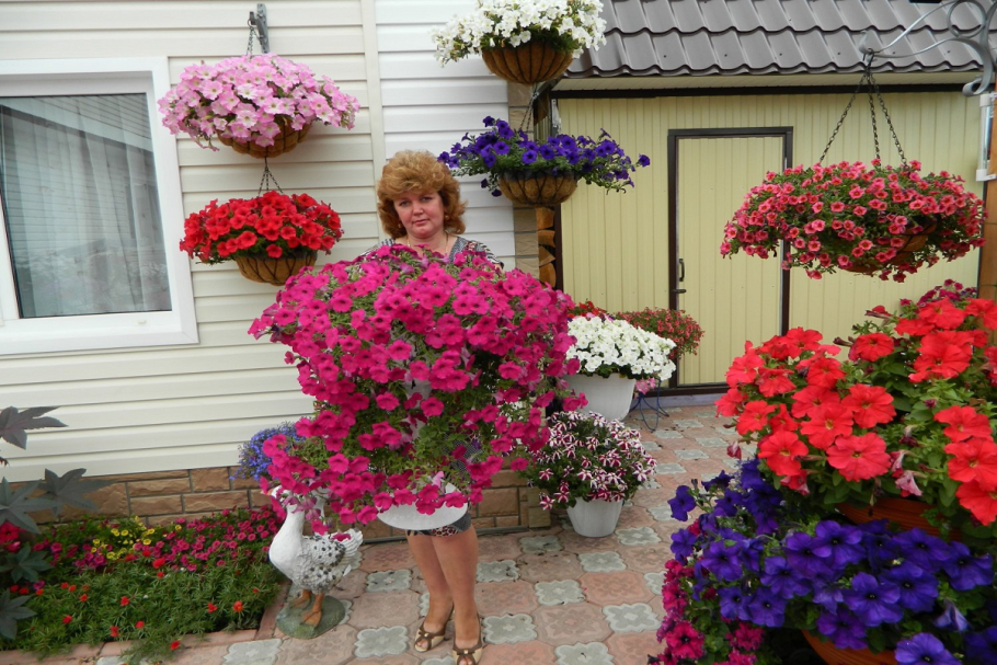 Петуния Светлана ампельная