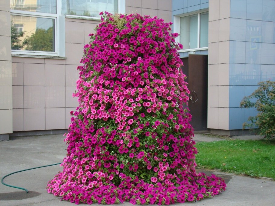 Петуния каскадная Тайдал Вейв