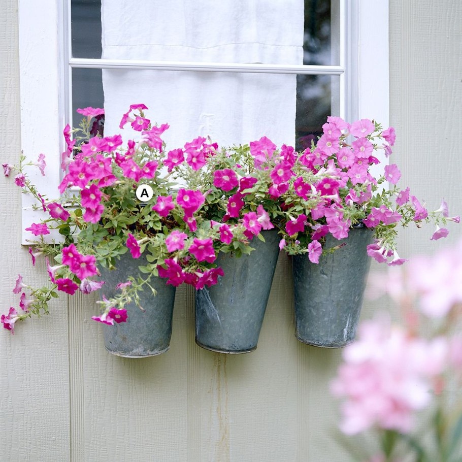 Петуния ампельная