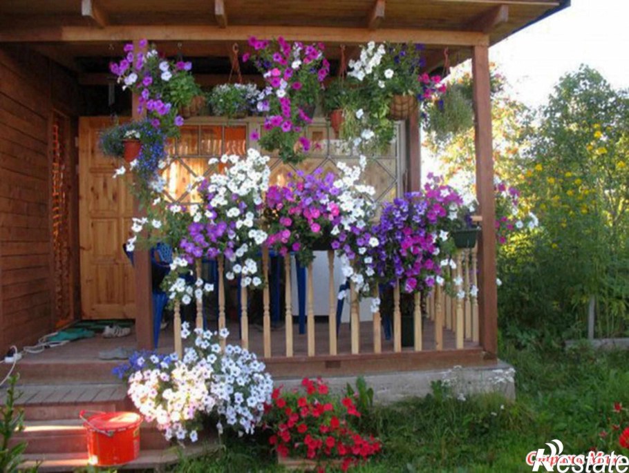 Ампельная Астра перголы