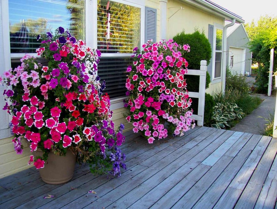 Петуния ампельная