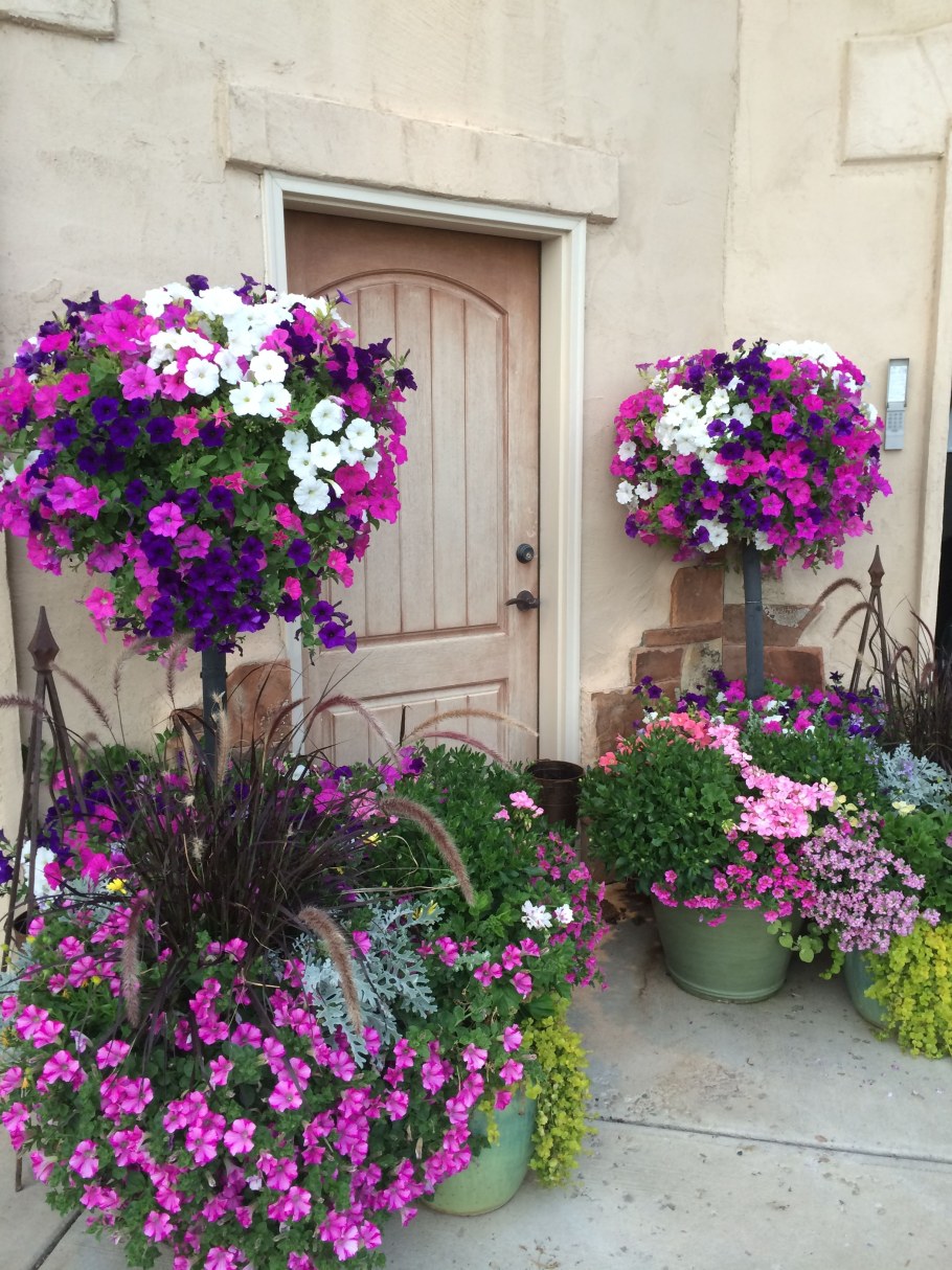 Петуния ампельная