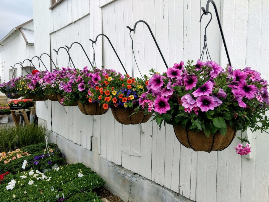 Петуния в кашпо