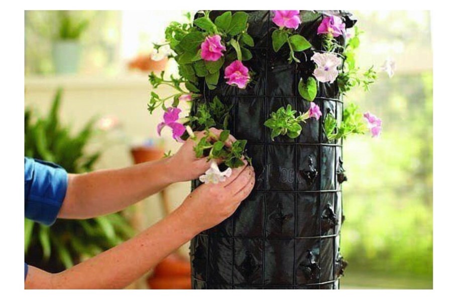 Петуния ампельная вертикальное Озеленение