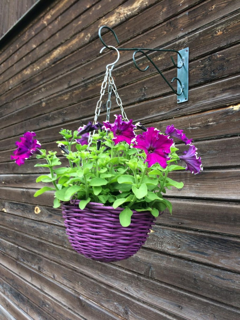 Ампельная каскадная Орхидея