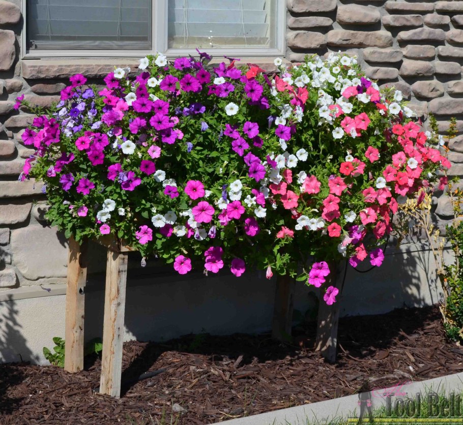 Петуния ампельная