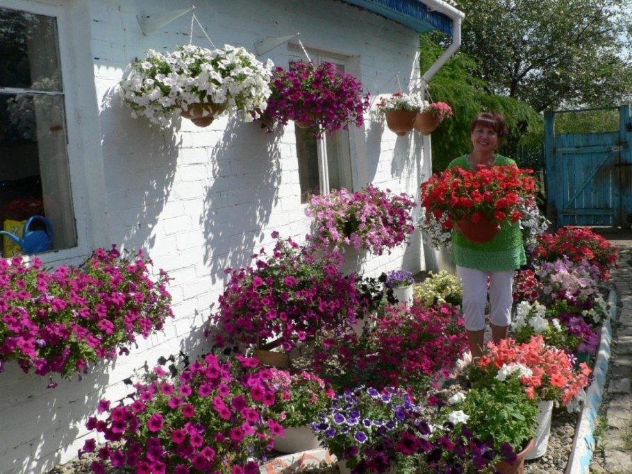 Петуния Жозефина