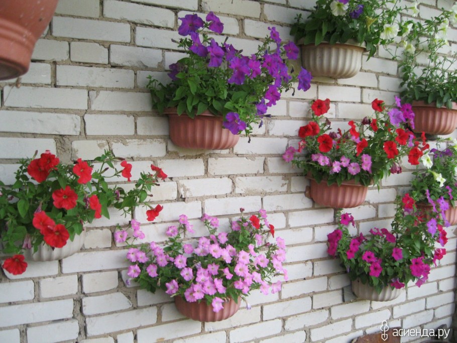Петуния в горшках на даче