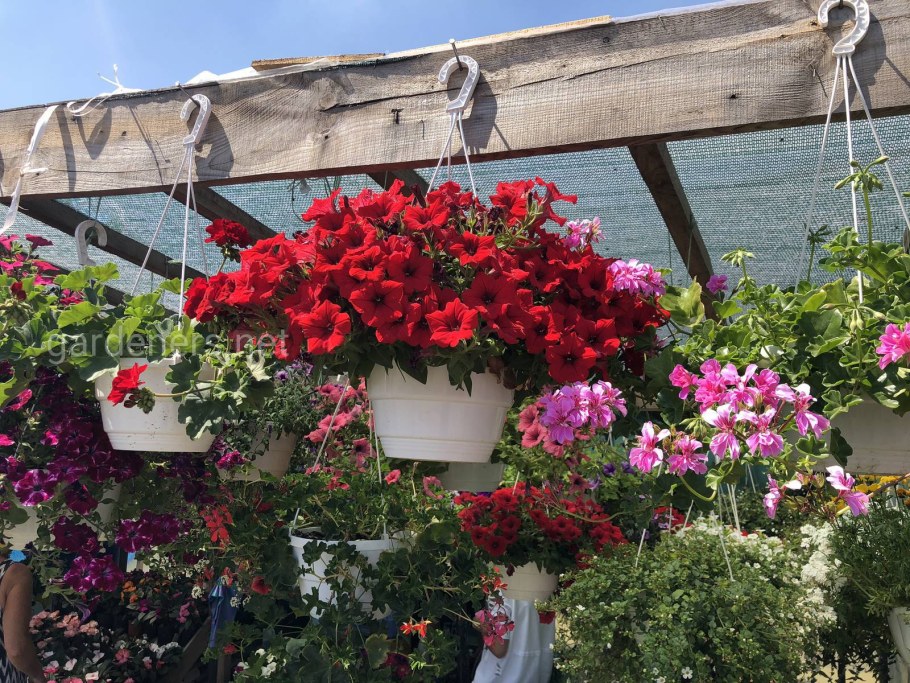 Петуния веранда Вайт