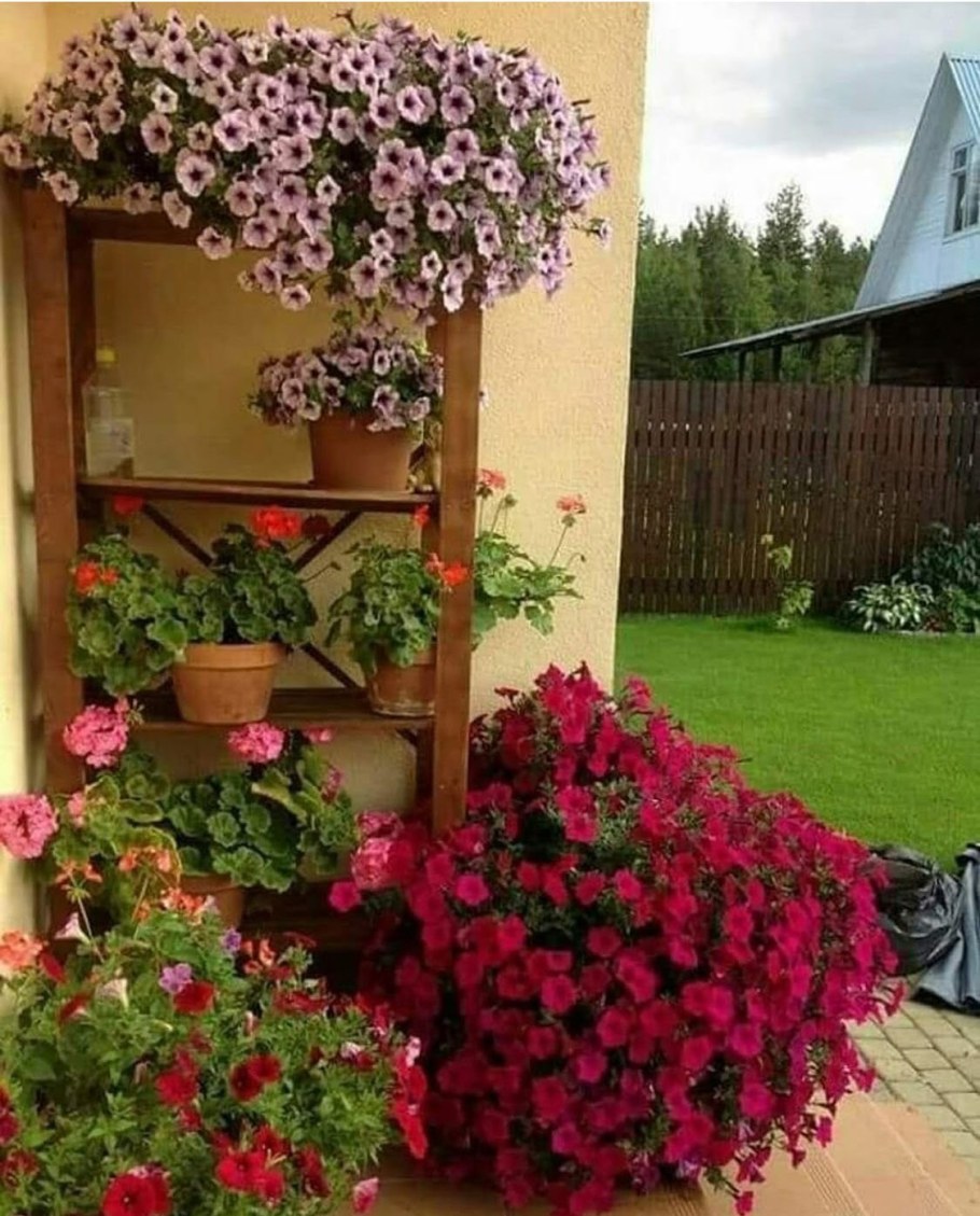 Петуния каскадная на клумбе