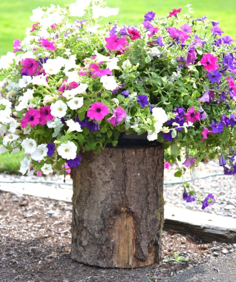 Петуниевое дерево