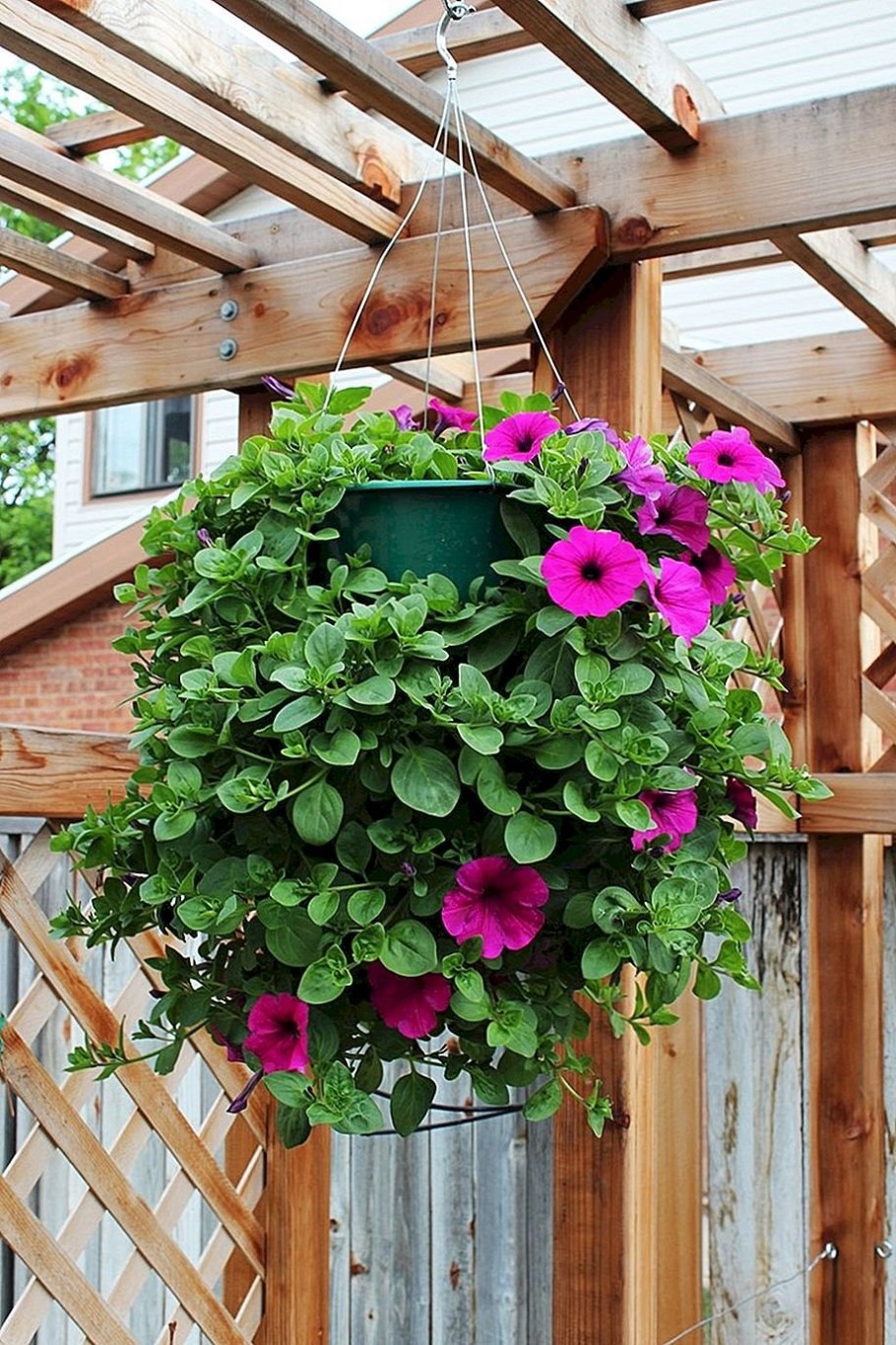 Петуния ампельная