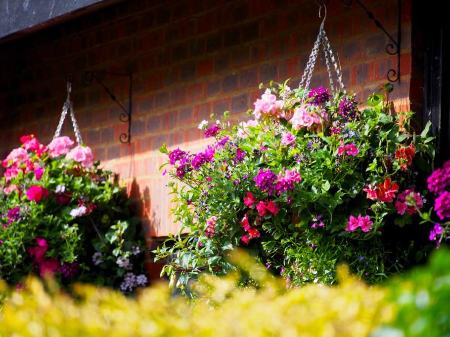 Калибрахоа лобелия дихондра