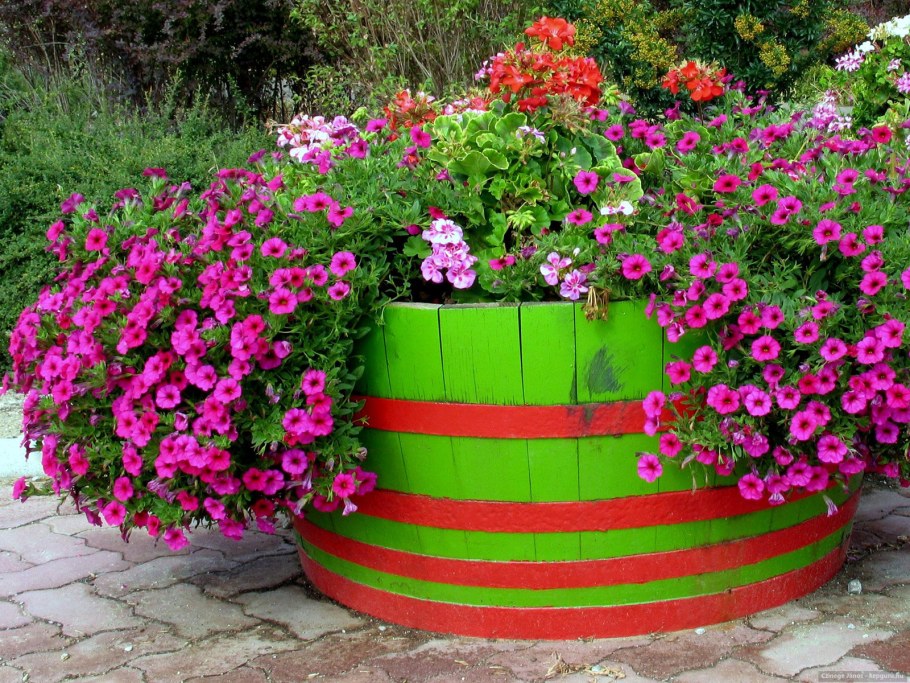 Моноклумба петуния