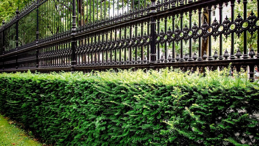 Измайловский парк Живая изгородь