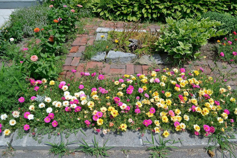 Роза почвопокровная Розариум