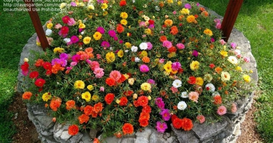 Портулак и эшшольция