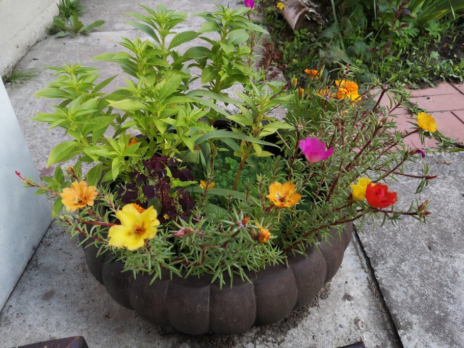 Портулак на клумбе